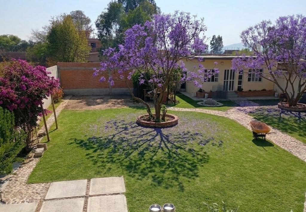 ein Garten mit einem Baum in der Mitte des Hofes in der Unterkunft Casa LM in San Miguel de Allende