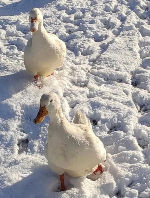 two white ducks standing in the snow at Athol Country Bed & Breakfast - Entire Guest Wing in Athol