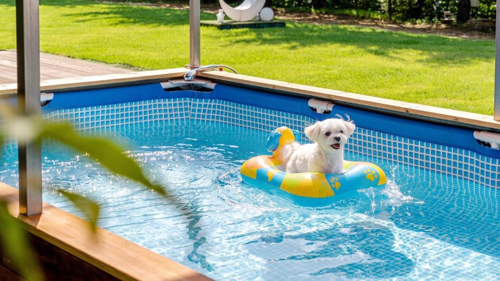 a small white dog in a swimming pool at Gapyeong Santa Maria Dog-friendly Privat in Gapyeong