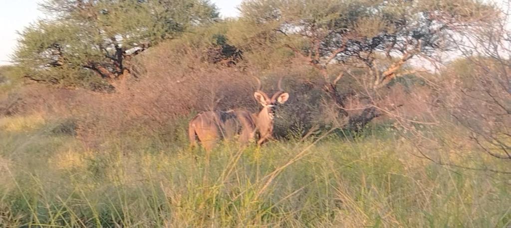 a gazelle standing in a field of tall grass at Red Rocks Accommodation in Northam