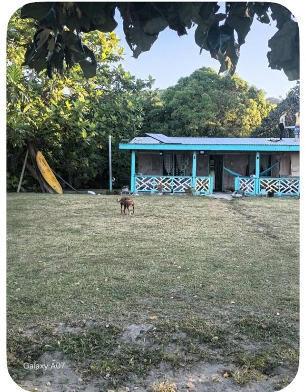 a dog standing in a field in front of a building at Nanz's Homestay in Ngunu
