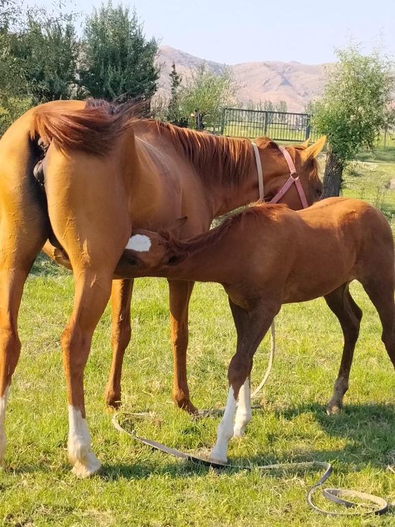 a brown horse standing next to a baby horse at Ak Bulak in Kurmenty