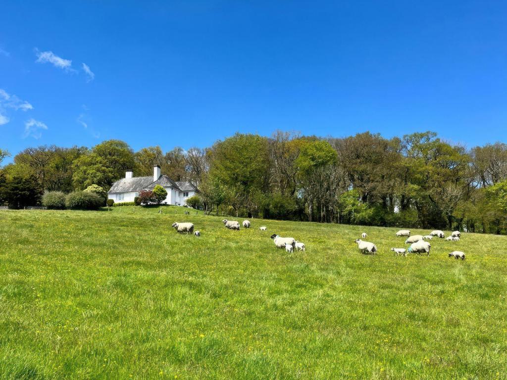 a herd of sheep grazing in a field of grass at The White House in Okehampton