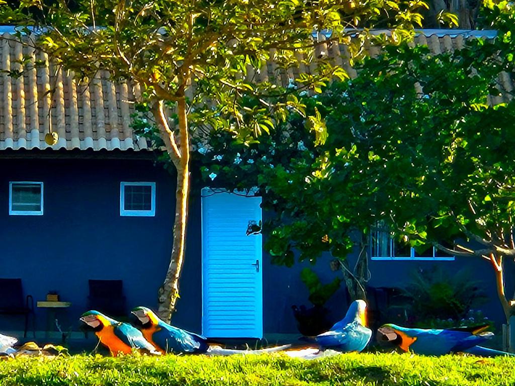 a group of birds sitting in the grass in front of a house at Pousada Paraiso valle verde in Estivado