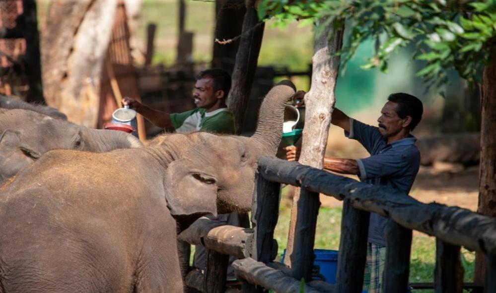 two men are looking at an elephant behind a fence at Target safari bungalow in Udawalawe