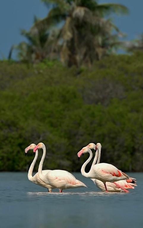 a group of flamingos swimming in the water at Bahee Dé Lite in Kulhudhuffushi