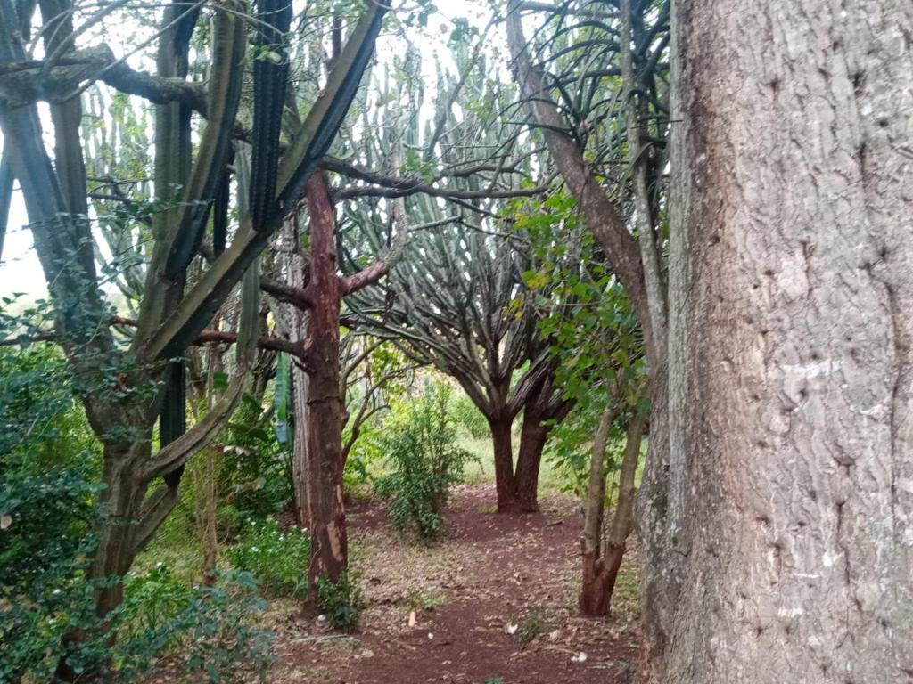 a row of trees in a forest next to a tree at Ethlathini Rest Camp in Hluhluwe
