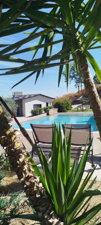 a view of a swimming pool with a palm tree at Villa Regadio in Covilhã
