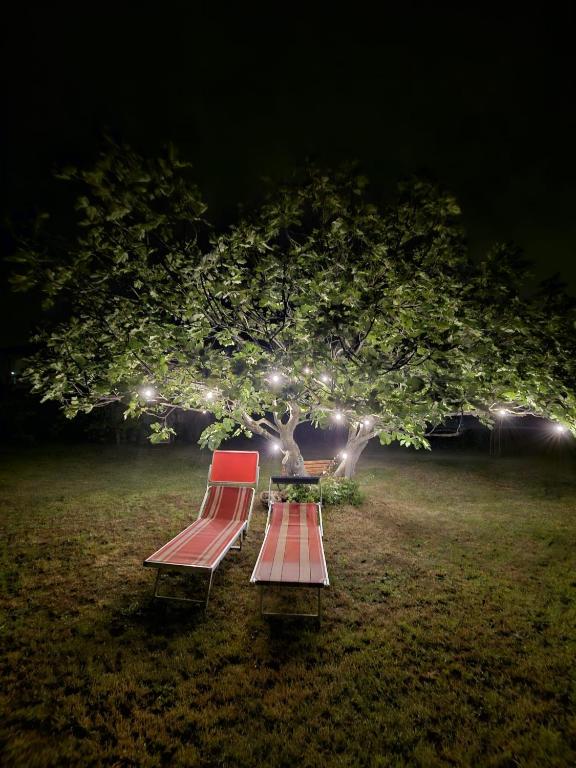 two benches sitting under a tree with lights at Latte e Menta House in Casale
