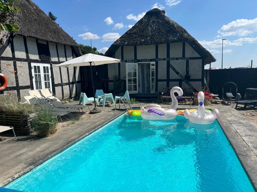 two swans in a swimming pool in front of a house at Farm61 badehotellet i det midtjydske - alder +18 år in Tjele