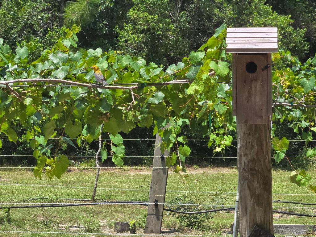 a bird perched on a fence with a bird house at Whippowill Cabin in Moss Point
