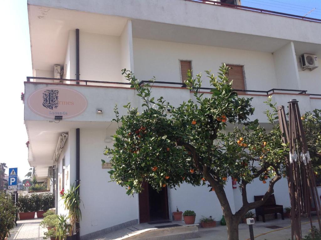 drzewo pomarańczowe przed białym budynkiem w obiekcie Locanda Ermes w Capaccio-Paestum