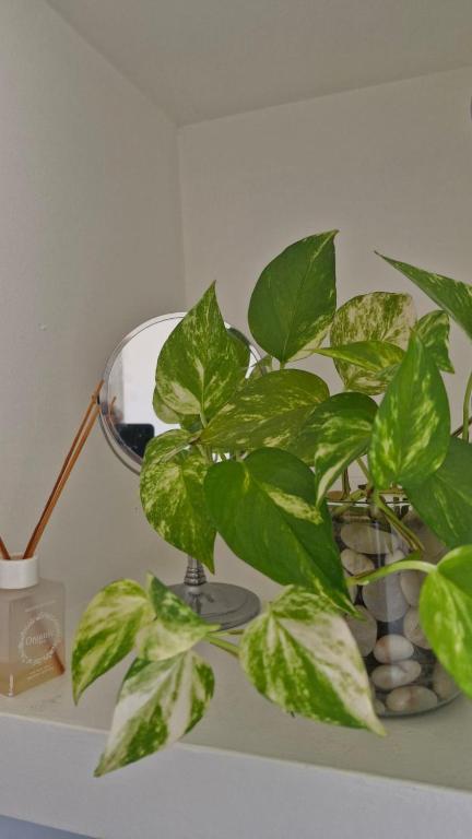 a green plant in a glass vase next to a lamp at Apart Origenes in Villa Regina