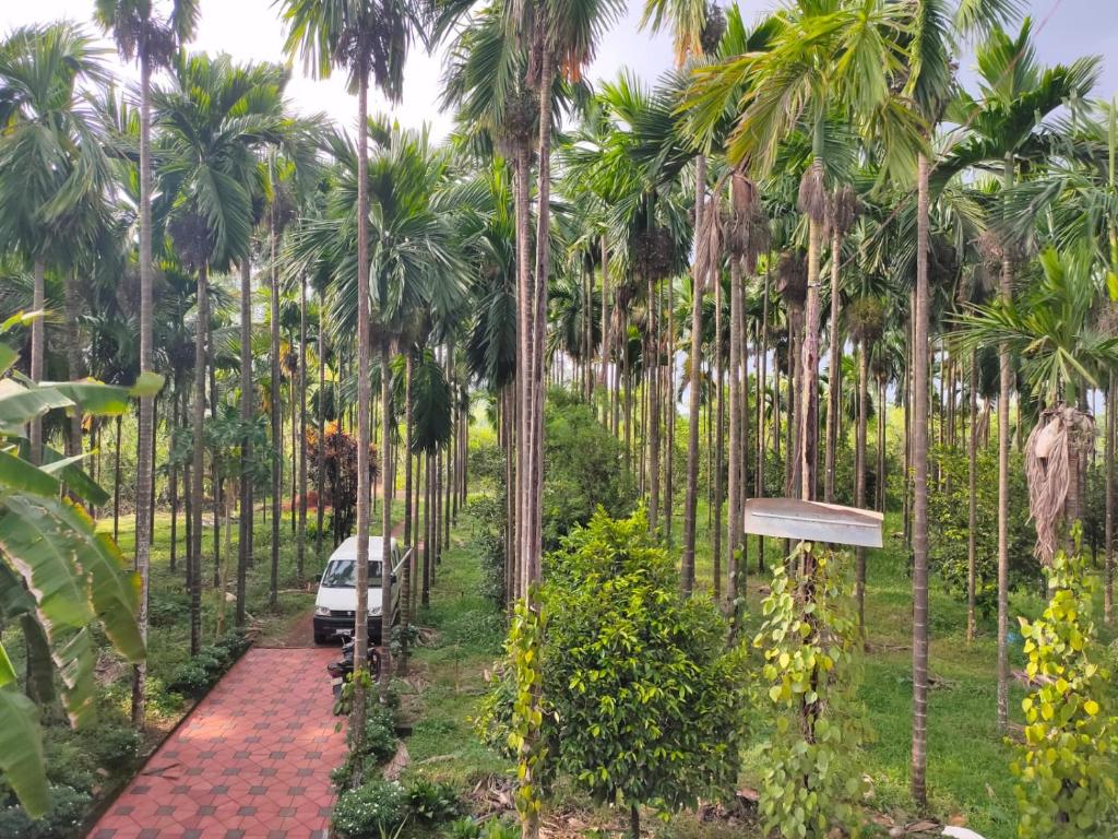 a path through a plantation of palm trees at Silent River Homestay in Perdūru