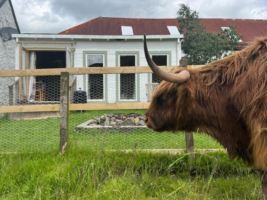 a cow standing next to a fence in front of a house at Star Gazer Cabin in Inversnaid