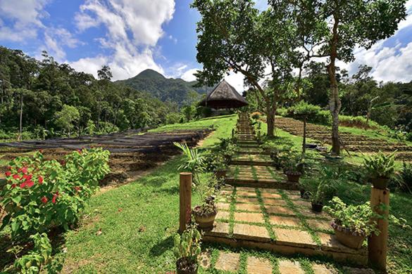 a garden with a path with plants on a field at Sheridan Organic Farm and Eco Village in Maratapi