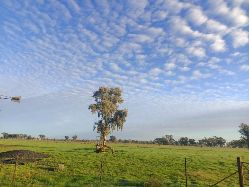 a tree in a field with a cloudy sky at Dubbo Farm in Dubbo