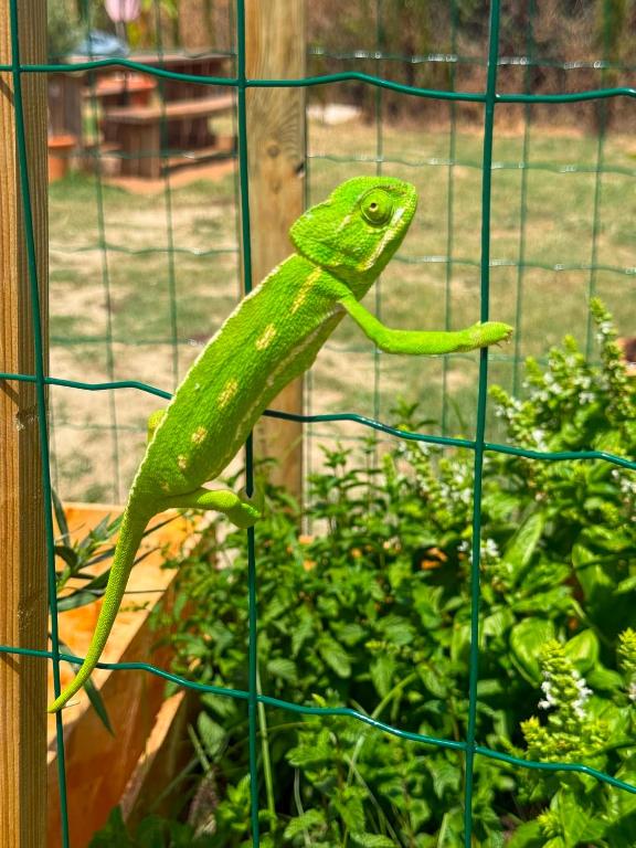 a green lizard on a fence in a garden at La Finquilla Holidays in Estepona