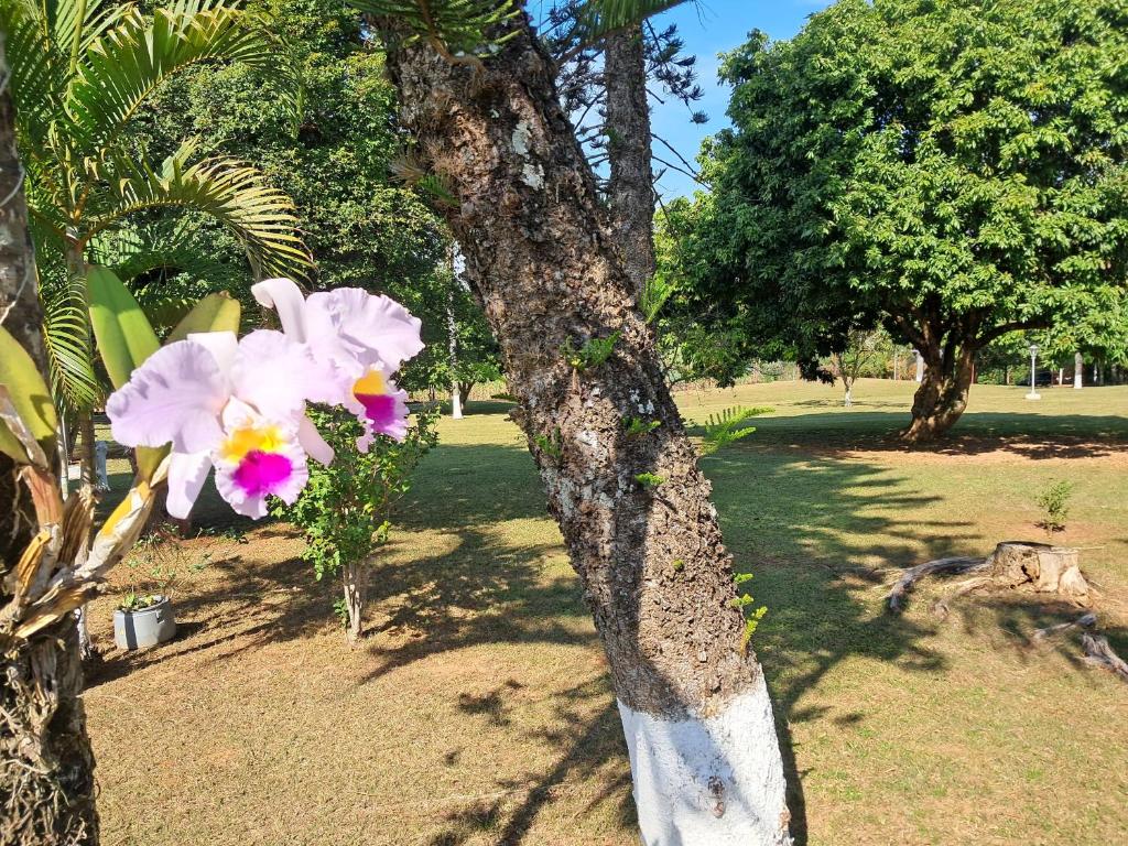 a tree with flowers on it in a park at Chácara com piscina no condomínio Vitassay in Boituva