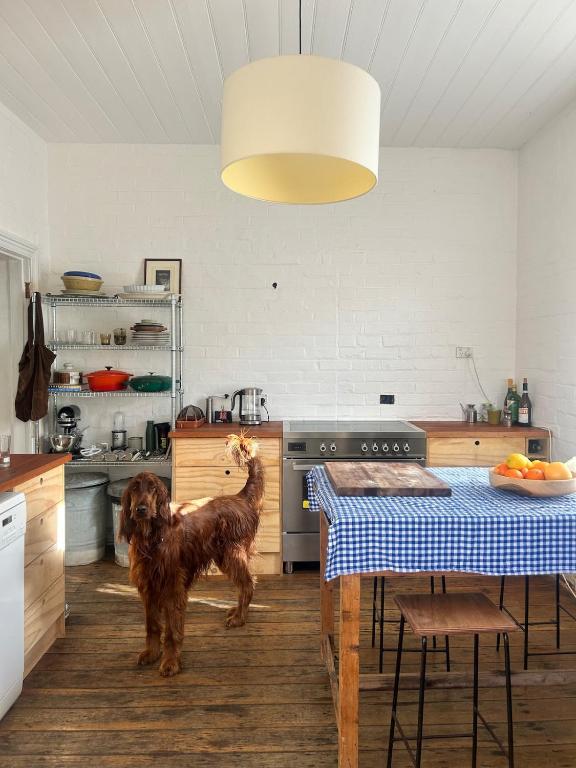 a dog standing in a kitchen with a table at Charming Heritage Cottage in Armidale