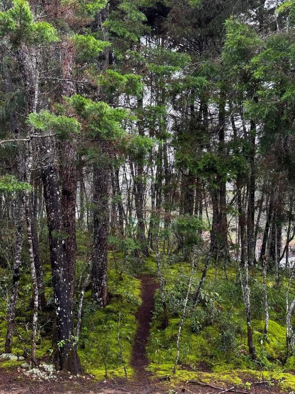 a trail through a forest with trees at Must Go Centro de Bienestar in Medellín