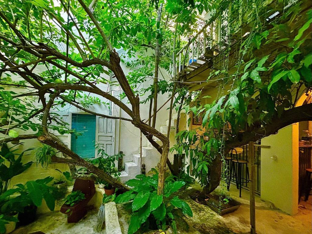 a building with a tree in front of a building at Brother House in Nha Trang