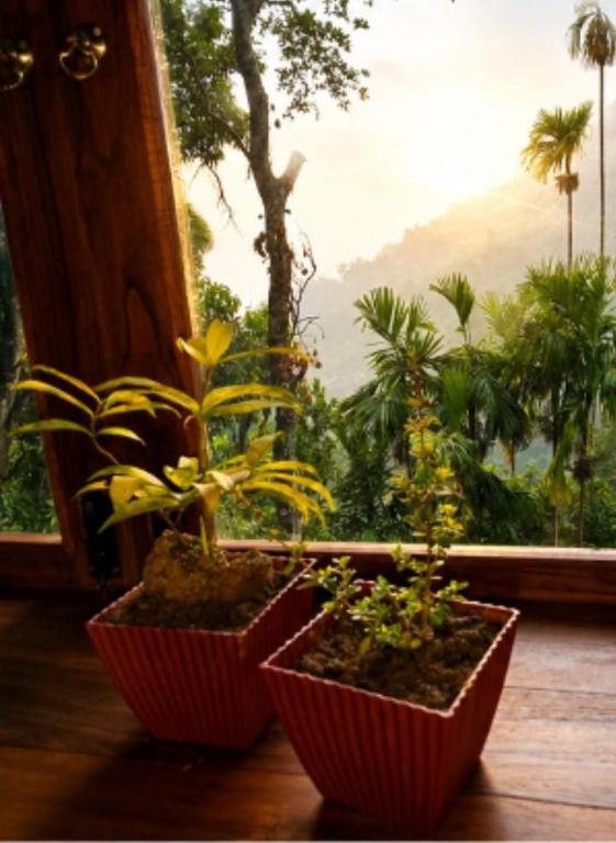 two plants in red containers in front of a window at Blue Mountain Cabana in Ella