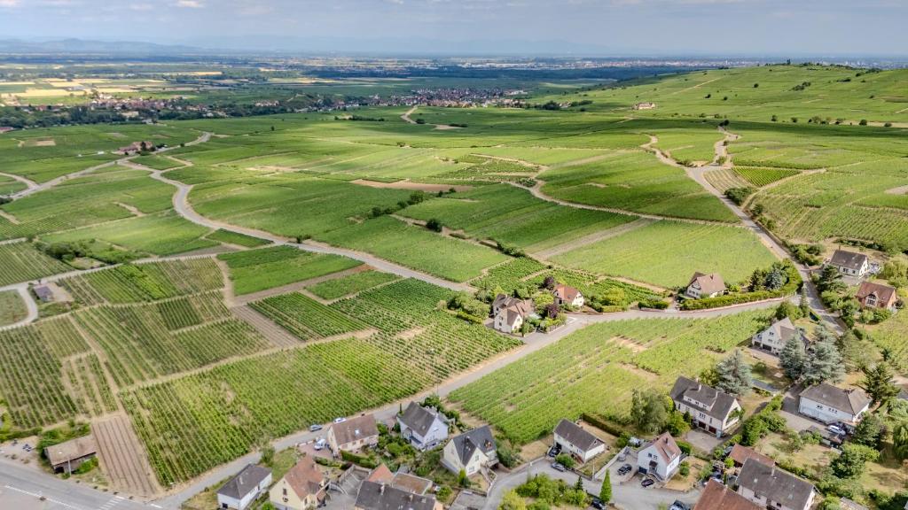 GEWURZTRAMINER - Studio au pied du vignoble - rénové récemment - parking gratuit – photo 28