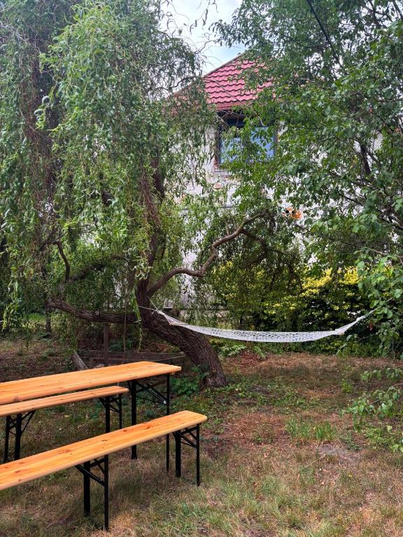 a tree with a hammock in a park with two benches at Pod Lasem in Zwierzyniec