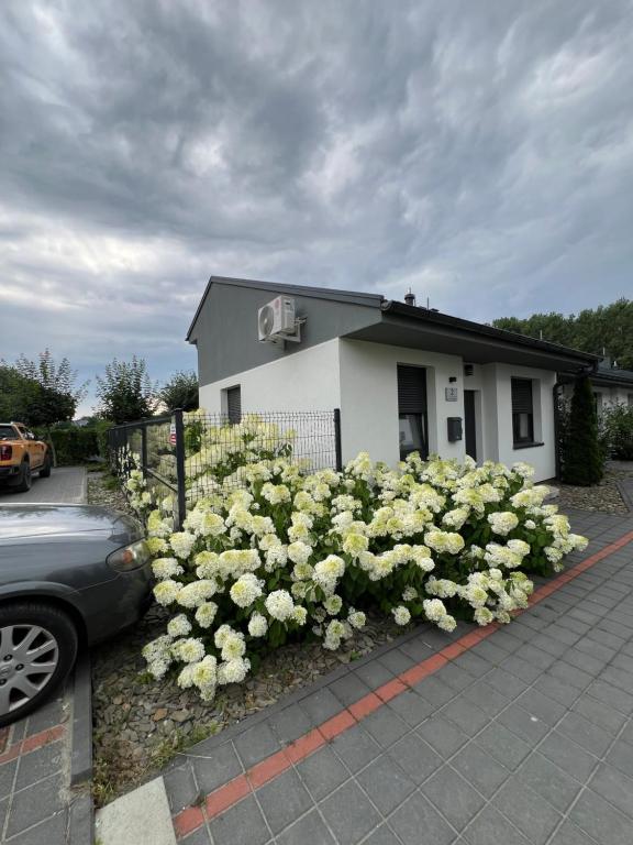 a bunch of white flowers in front of a house at Hortensja 2 Check-in 24H in Oborniki