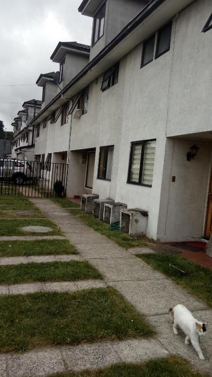 a white cat walking down a sidewalk next to a building at Big Attico in Puerto Montt