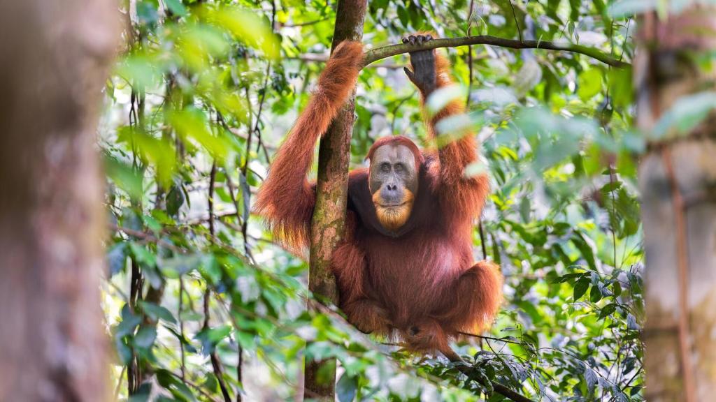 an orangutan is hanging from a tree at SumateraTrekingOrangutanPatrol in Bukit Lawang