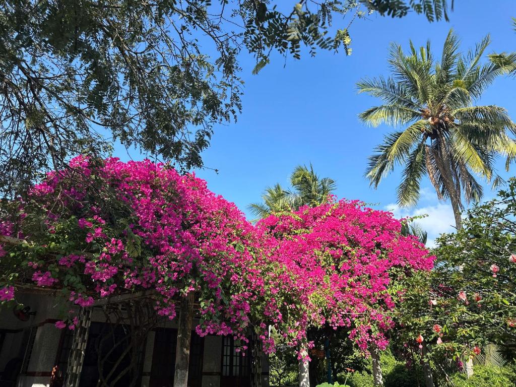 a house with pink flowers and a palm tree at Que Nha Homestay in Ấp Chợ (2)