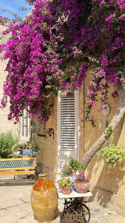 a tree with purple flowers in front of a building at B&B Vernole1713 in Vernole