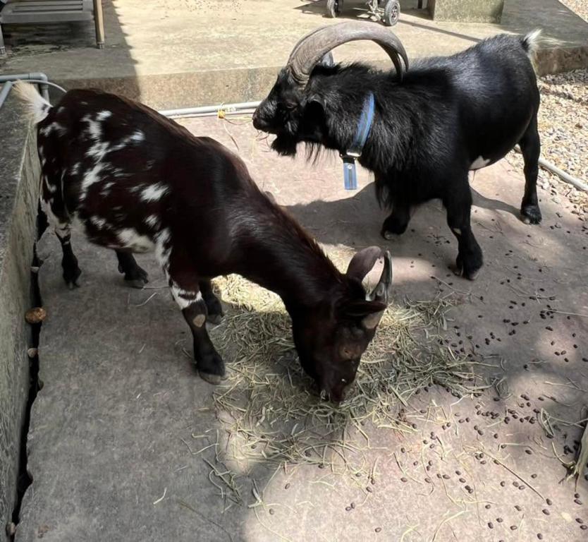 two goats eating hay on the ground at 拇指園民宿 in Guanxi