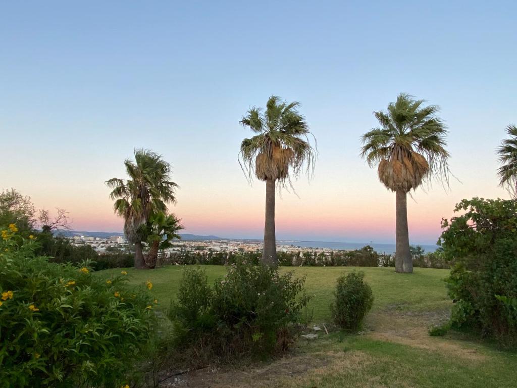 a group of palm trees in a park at sunset at Albufeira Oasis Pool & Views in Albufeira
