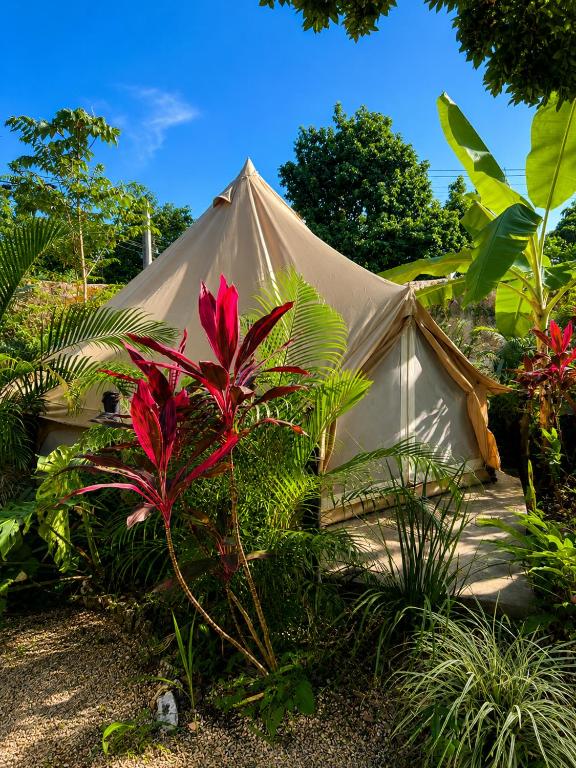 a large white tent in the middle of some plants at Shamalay - Nomad Experience in Bacalar