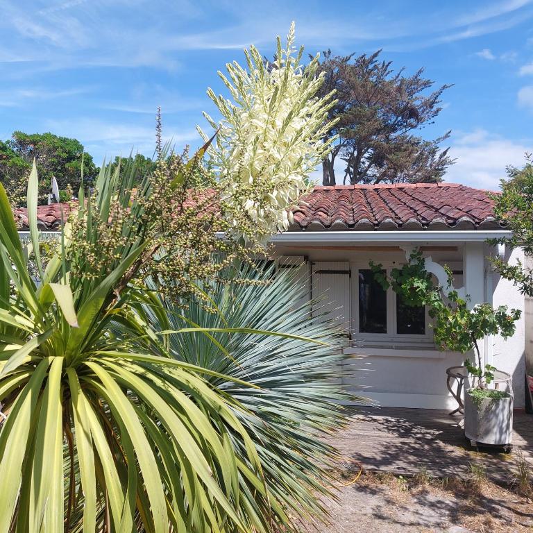 a house with a plant in front of it at Les canaris in Mimizan-Plage