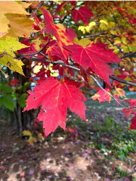 a bunch of red leaves on a tree at Adorable Aframe in the White Mountains in Conway