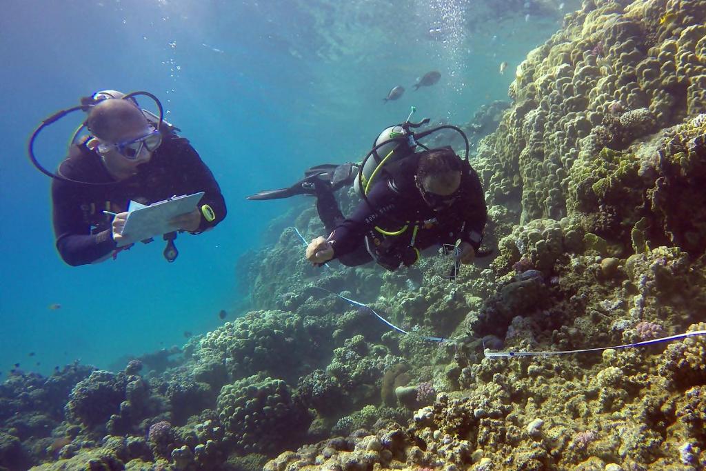 Ocean Stay & Dive - View 11