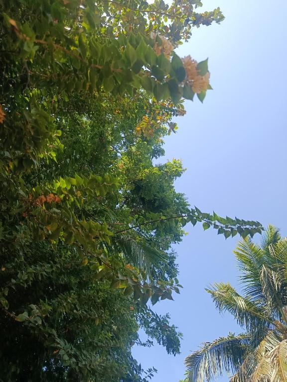 a view of the sky through the trees at The nature house of Arugambay in Arugam Bay