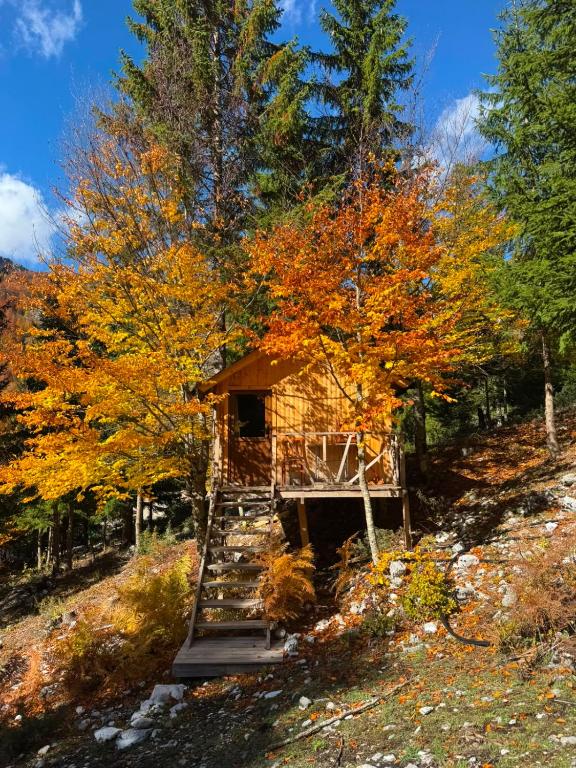 a tree with fall foliage in front of a cabin at Flori's House in Valbonë