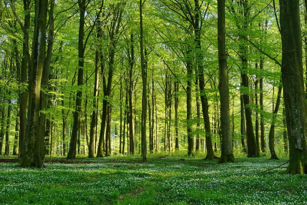 シーヴィックにあるFarmors Lyckaのたくさんの木々と青い花々が咲き誇る森