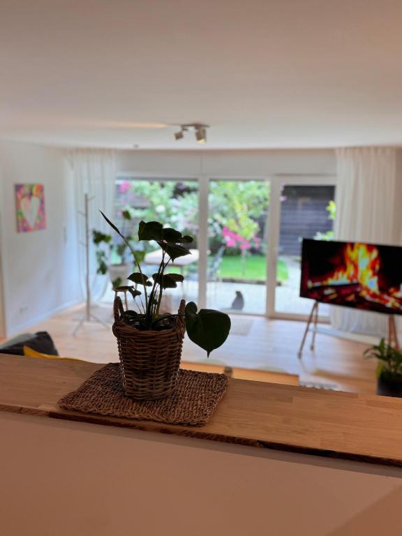 a potted plant sitting on a table in a living room at Lieblingsbude Homberge in Ennepetal