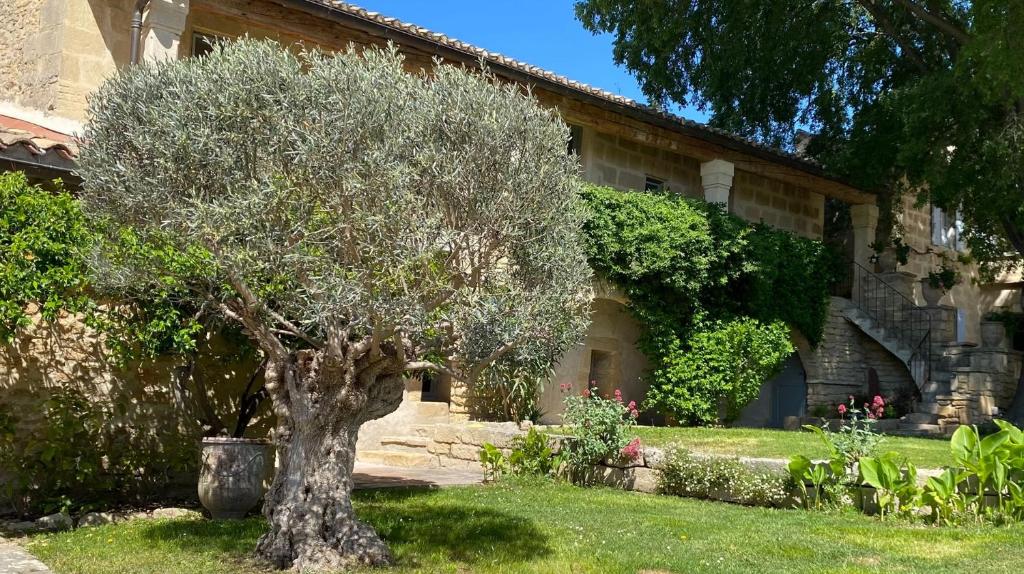 a tree in a yard in front of a house at Le Mas de Sòmi in Aubais
