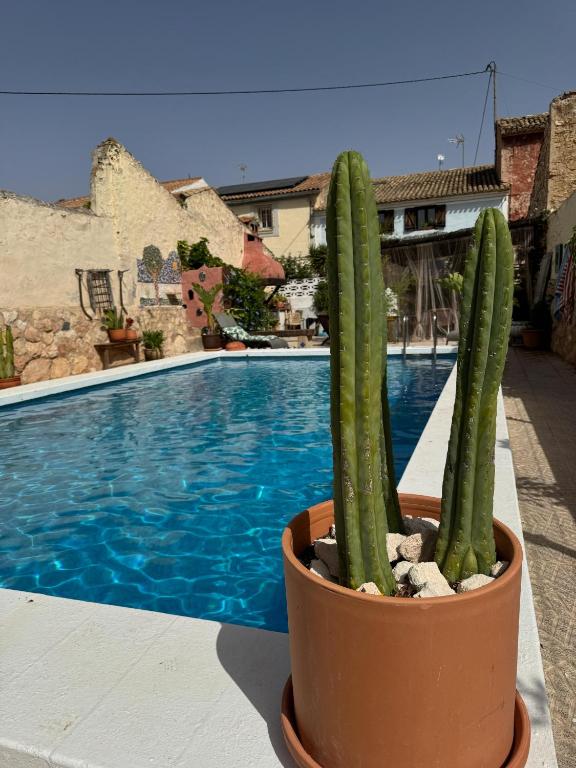 a cactus in a pot next to a swimming pool at Casa Ana in Monóvar