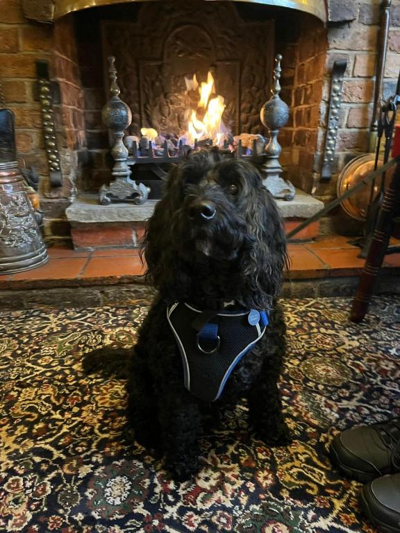 a black dog sitting in front of a fireplace at lyndon house hotel in Walsall