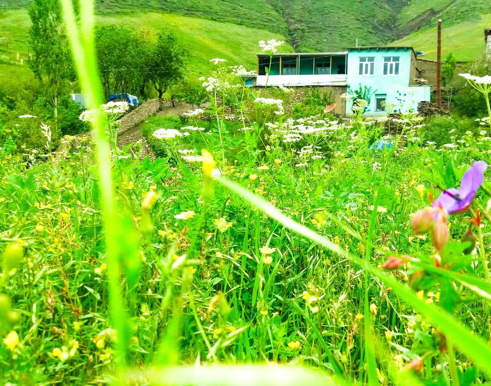 a field of flowers with a house in the background at Sarvan's Khinalig Riverside Montain House in Xınalıq