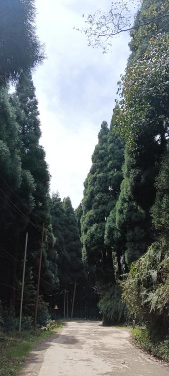 a dirt road in the middle of a forest of trees at Wang Homestay in Sukhia Pokhari