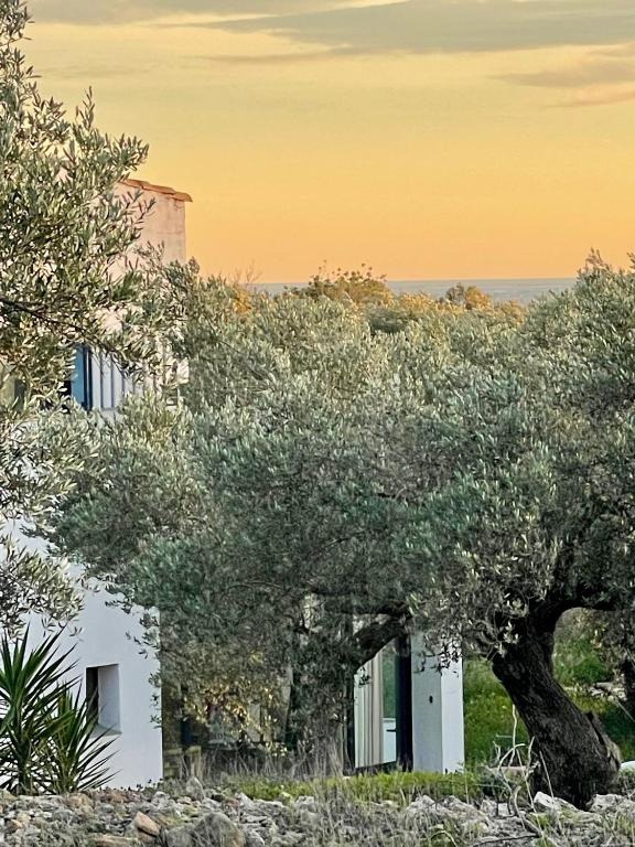 a tree in front of a white house with a building at Can Mimosa Guesthouse in Tortosa